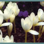 Colchicum speciosum ‘Album’ — photo 2