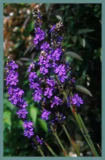 Aristea major