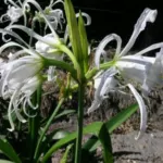 Hymenocallis x festalis