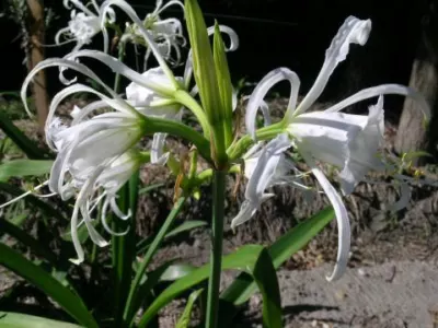 Hymenocallis x festalis