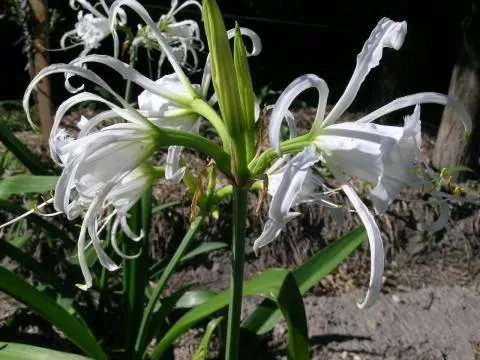 Hymenocallis x festalis