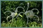 Hymenocallis x festalis — Hymenocallis