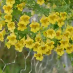 Tropaeolum brachyceras