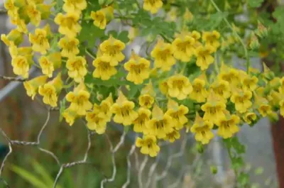 Tropaeolum brachyceras