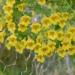 Tropaeolum brachyceras