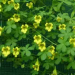 Tropaeolum brachyceras — Tropaeolum
