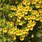 Tropaeolum brachyceras — brachyceras