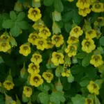 Tropaeolum brachyceras — capuchine