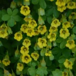 Tropaeolum brachyceras — photo 4
