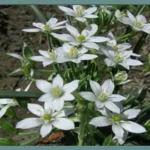 Ornithogalum umbellatum