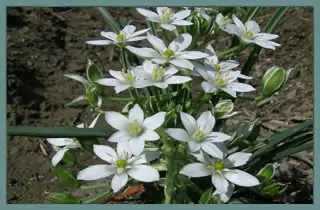 Ornithogalum umbellatum