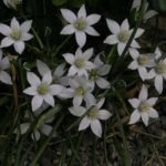 Ornithogalum umbellatum — umbellatum