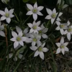Ornithogalum umbellatum — umbellatum