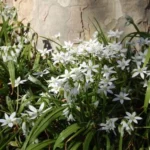 Ornithogalum umbellatum — Ornithogalum