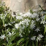 Ornithogalum umbellatum — Ornithogalum