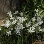 Ornithogalum umbellatum — Dame donze heure