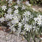 Ornithogalum umbellatum — photo 5
