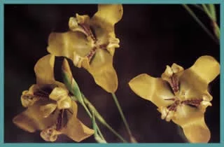 Cypella aquatilis
