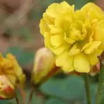 Oxalis pes-caprae double (flora plena)