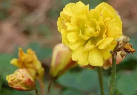 Oxalis pes-caprae double (flora plena)