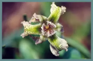 Ferraria ferrariola