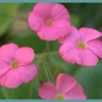 Oxalis bowiei