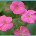 Oxalis bowiei /100