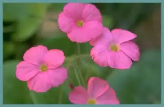Oxalis bowiei