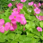 Oxalis bowiei /100 — Trefle