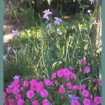 Oxalis bowiei /100 — purpurata