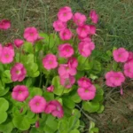 Oxalis bowiei — shamrock