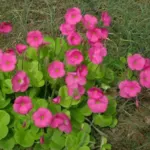 Oxalis bowiei /100 — shamrock