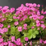 Oxalis bowiei /100 — Oxalis