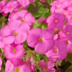 Oxalis bowiei /100 — bowiei