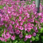 Oxalis bowiei — photo 7