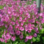 Oxalis bowiei — photo 7