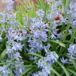 Scilla greilhuberi