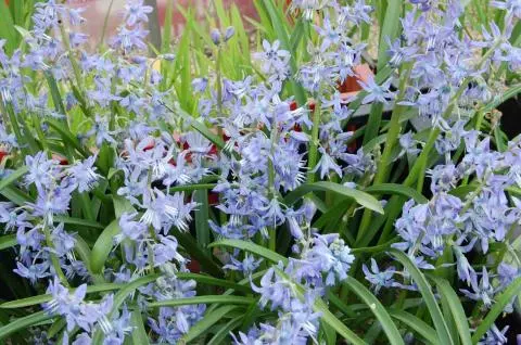 Scilla greilhuberi