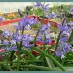 Scilla greilhuberi — scille