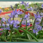 Scilla greilhuberi — scille