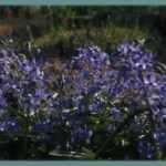 Scilla greilhuberi — Scilla