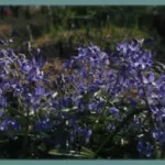 Scilla greilhuberi — Scilla