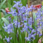Scilla cilicica