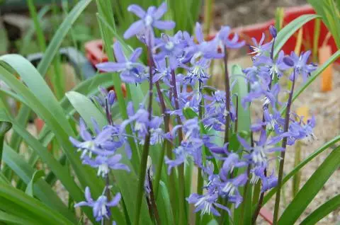 Scilla cilicica