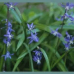 Scilla cilicica — Scille