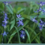 Scilla cilicica — Scille