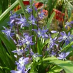 Scilla cilicica — Scilla