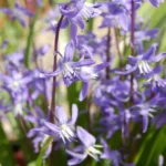 Scilla cilicica — cilicica