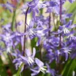 Scilla cilicica — cilicica