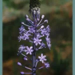 Scilla hyacinthoides